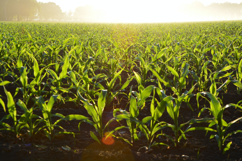 agricultural corn