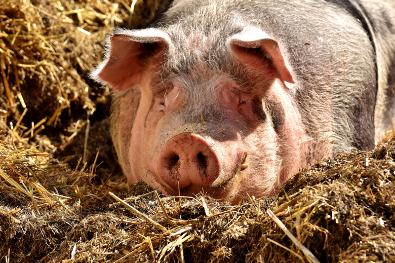 lean hog