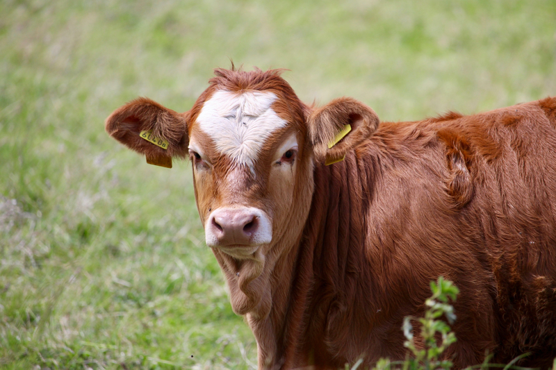 live cattle