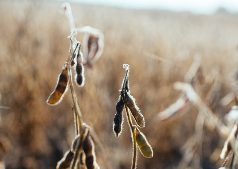 agricultural soy