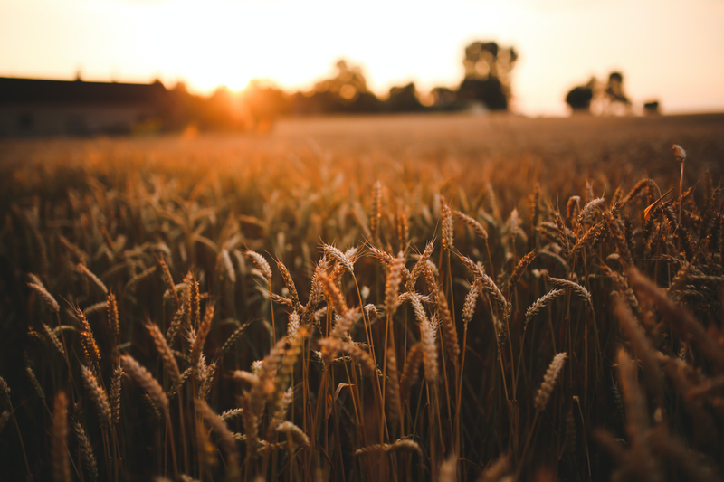 agricultural wheat